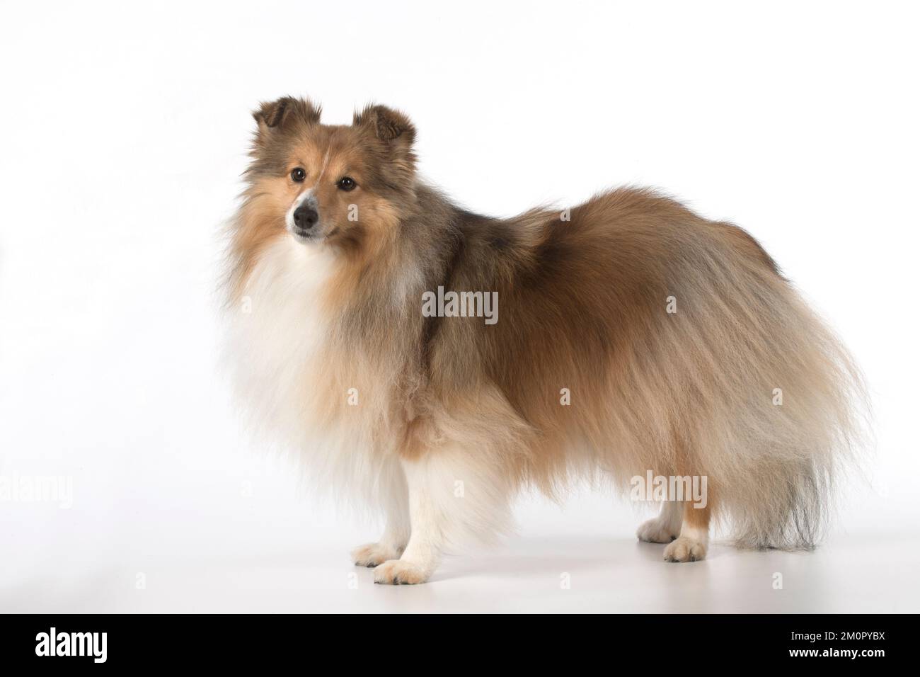 Chien Shetland Sheepdog en studio Banque D'Images