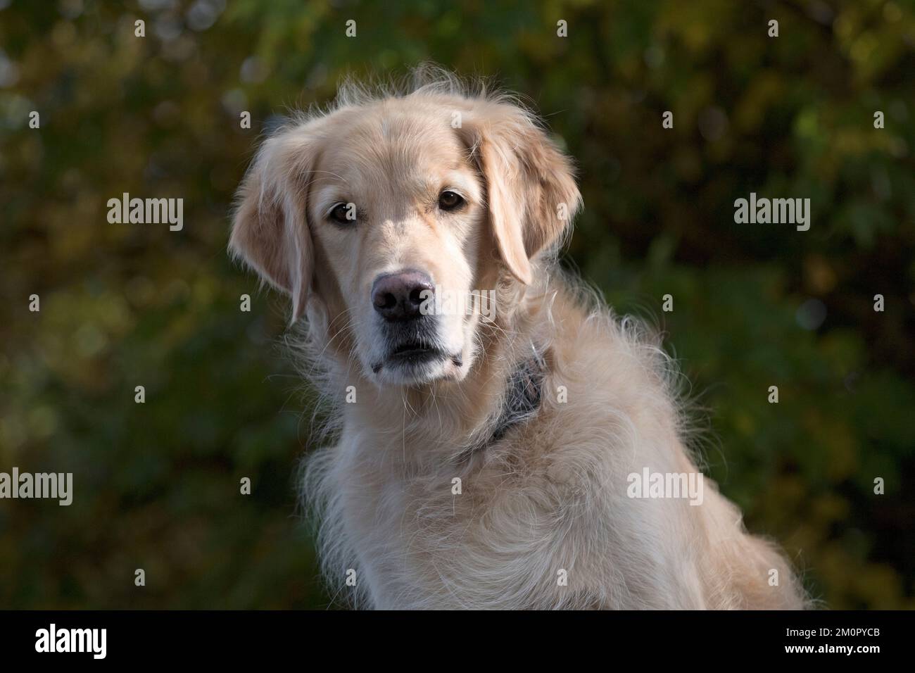Chien Golden Retriever Banque D'Images