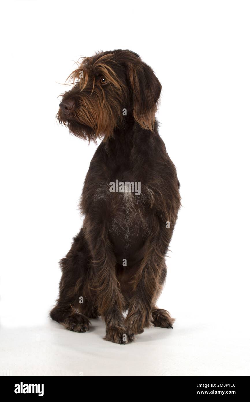 Chien Allemand pointeur à poil dur sur blanc en studio Banque D'Images
