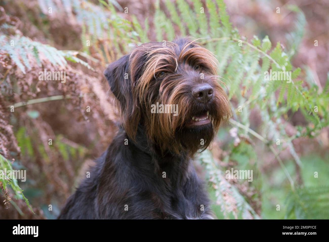 Chien Allemand pointeur à poil dur dans les bois d'automne Banque D'Images