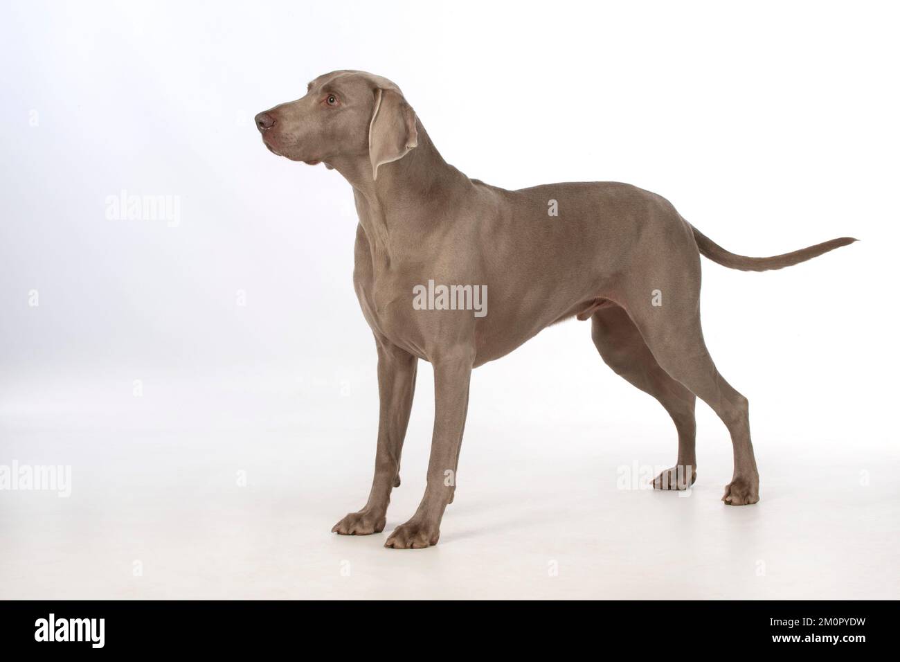 Chien Weimaraner Banque D'Images
