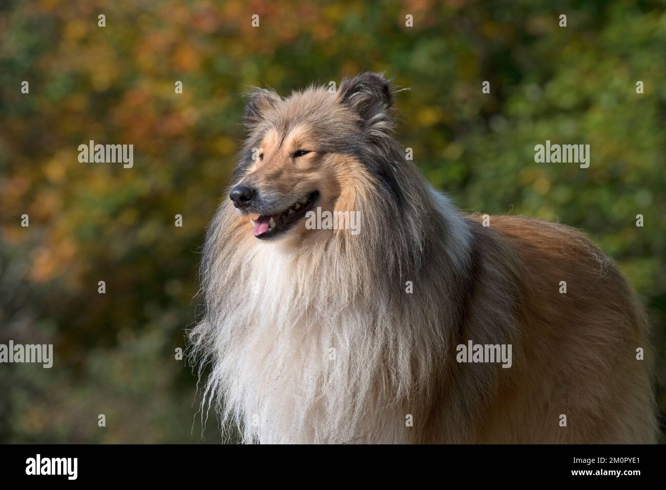 Chien Rough Collie debout Banque D'Images