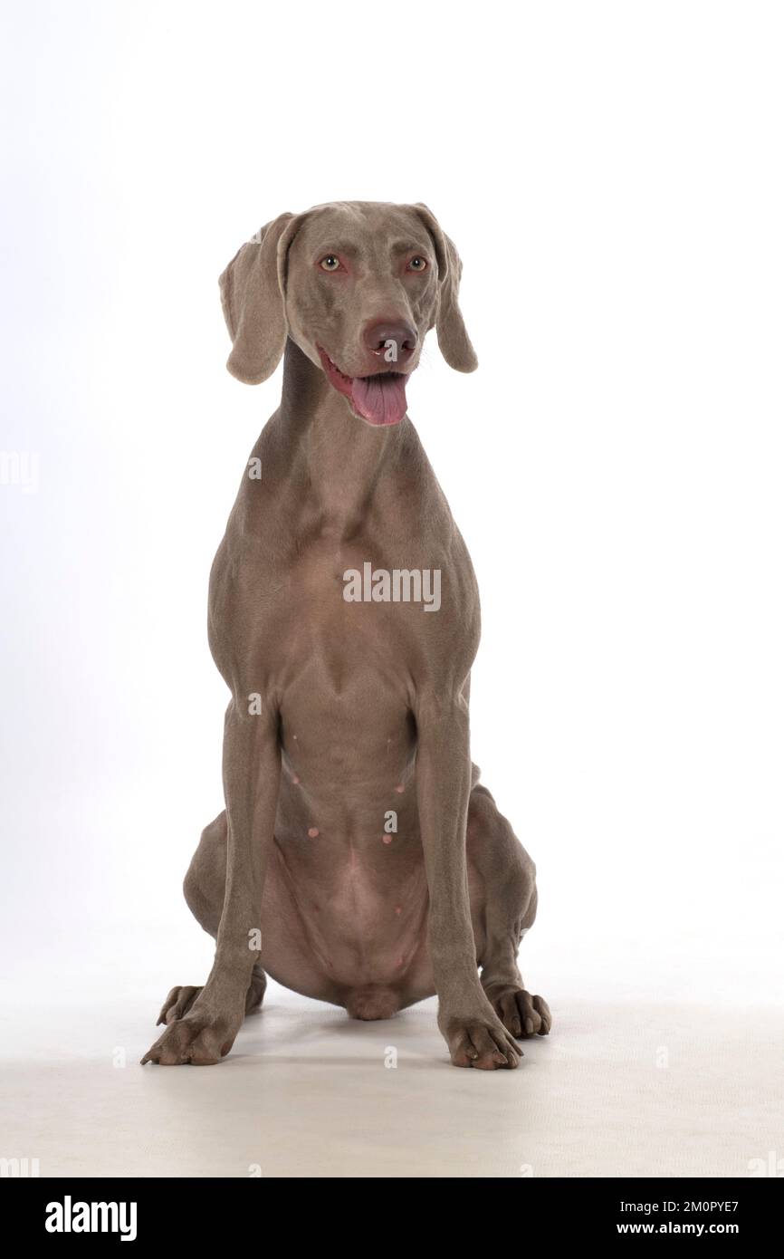Chien Weimaraner Banque D'Images