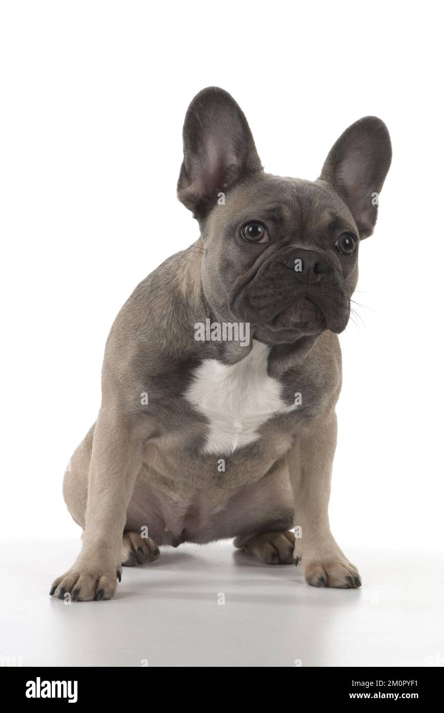 CHIEN. Studio Bulldog français Banque D'Images