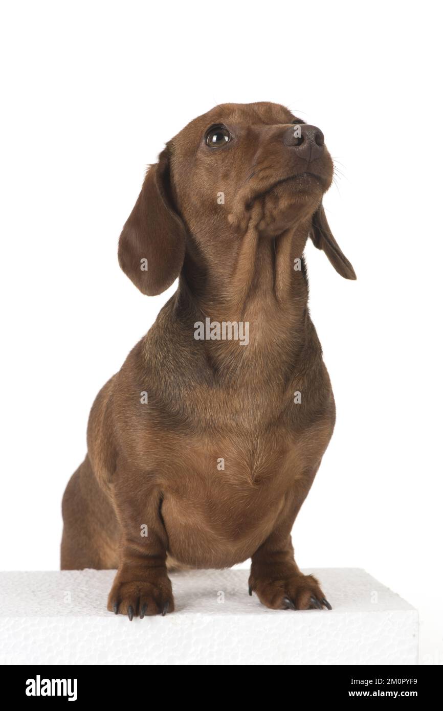 CHIEN. Dachshund miniature Banque D'Images