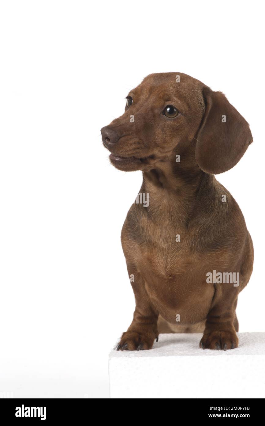 CHIEN. Dachshund miniature Banque D'Images