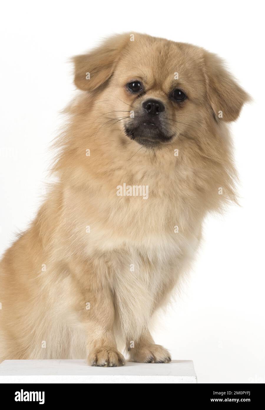 CHIEN. Épagneul tibétain, studio Banque D'Images