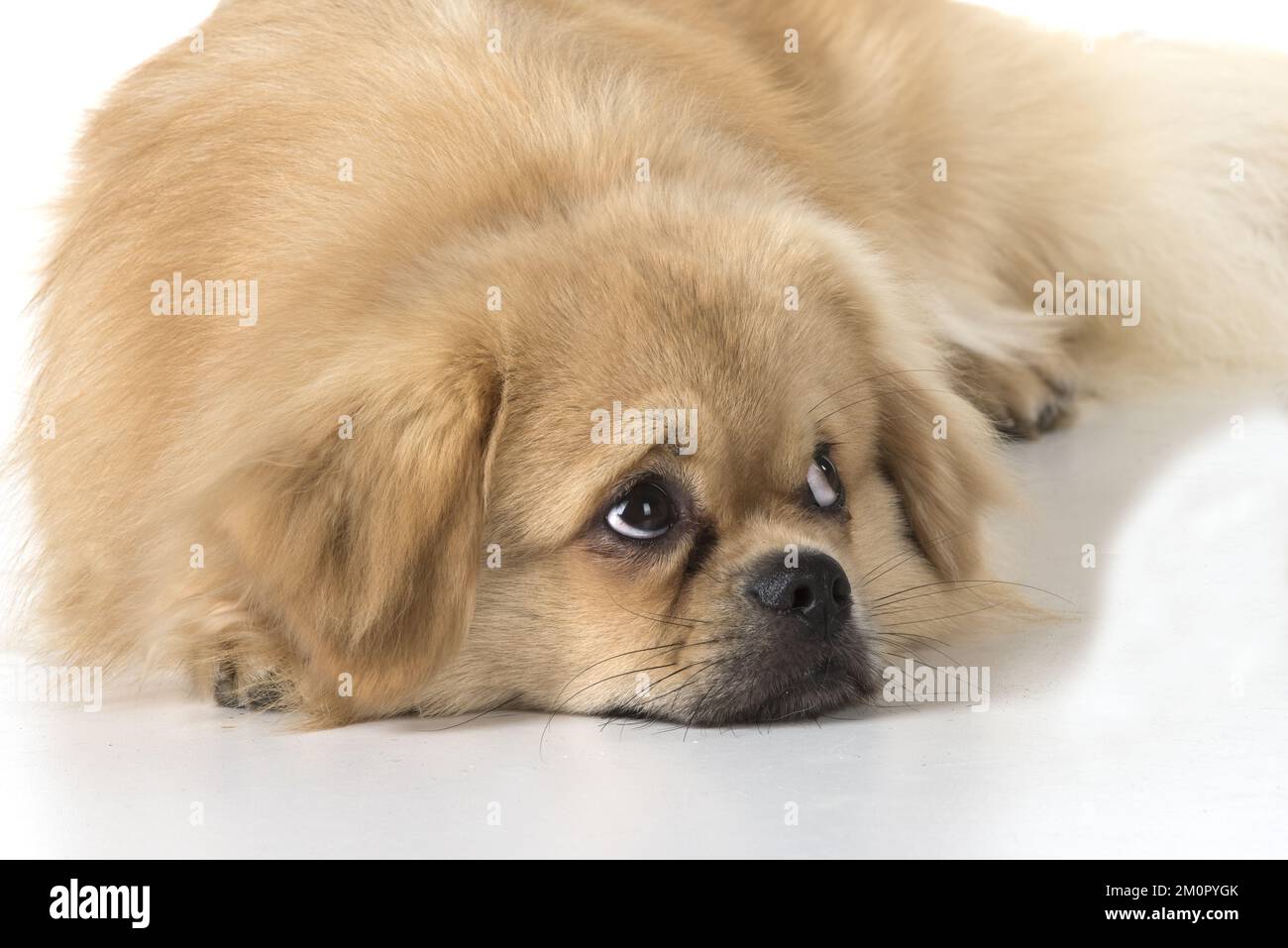 CHIEN. Épagneul tibétain, studio Banque D'Images