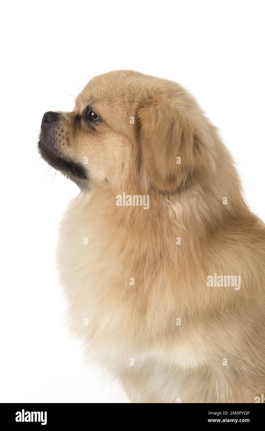 CHIEN. Épagneul tibétain, studio Banque D'Images