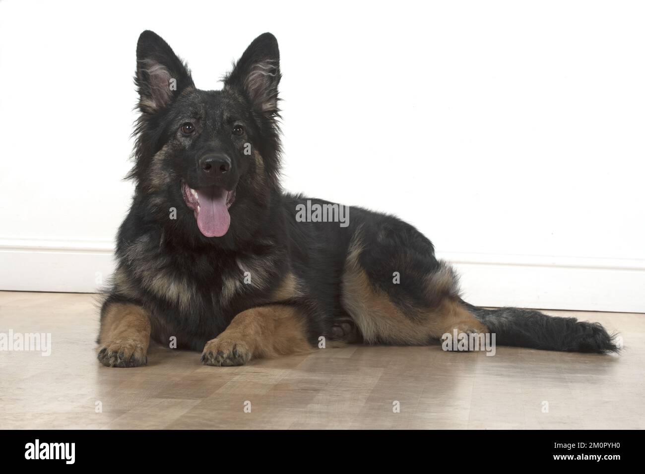 CHIEN. Berger allemand, menteur, studio Banque D'Images