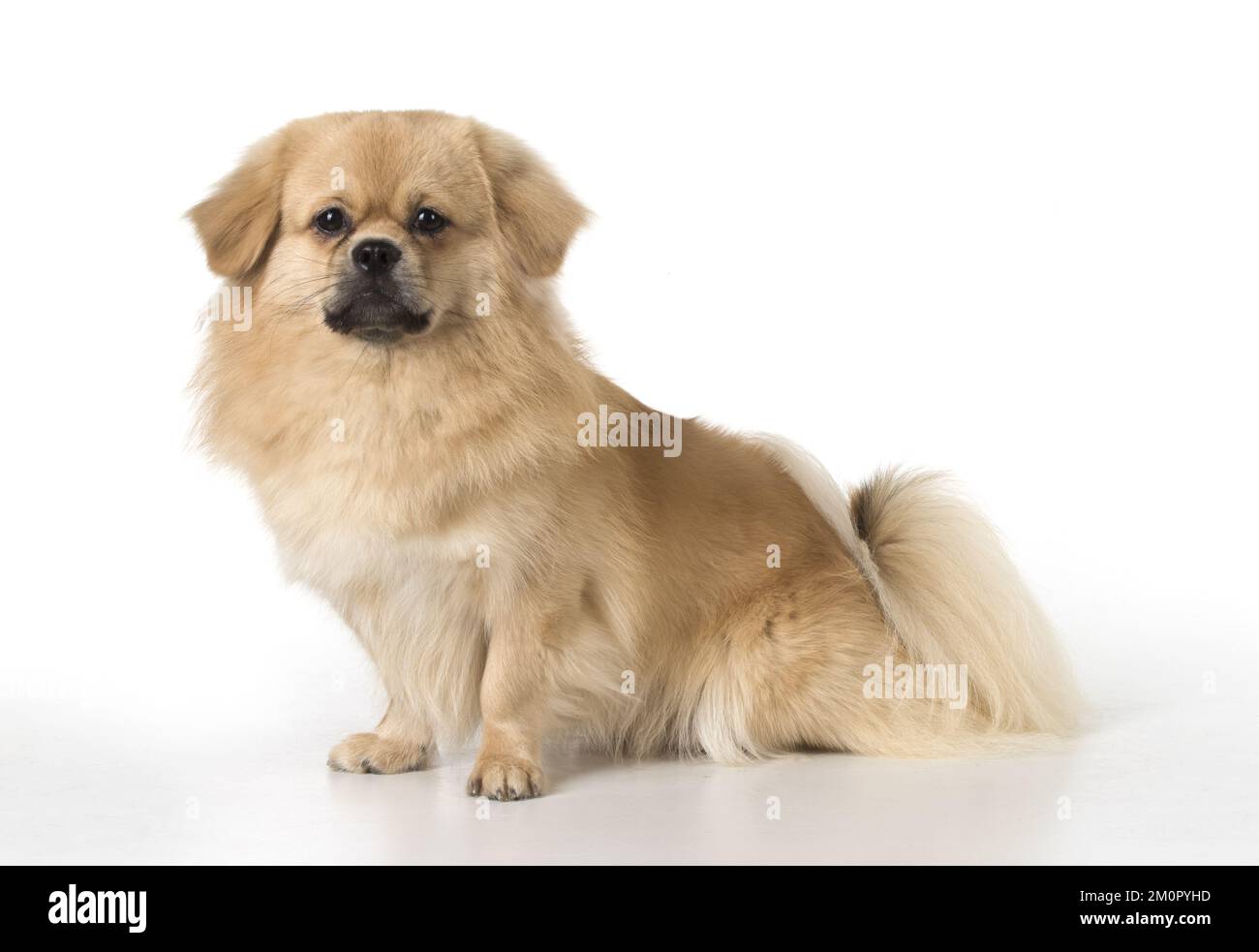 CHIEN. Épagneul tibétain, studio Banque D'Images