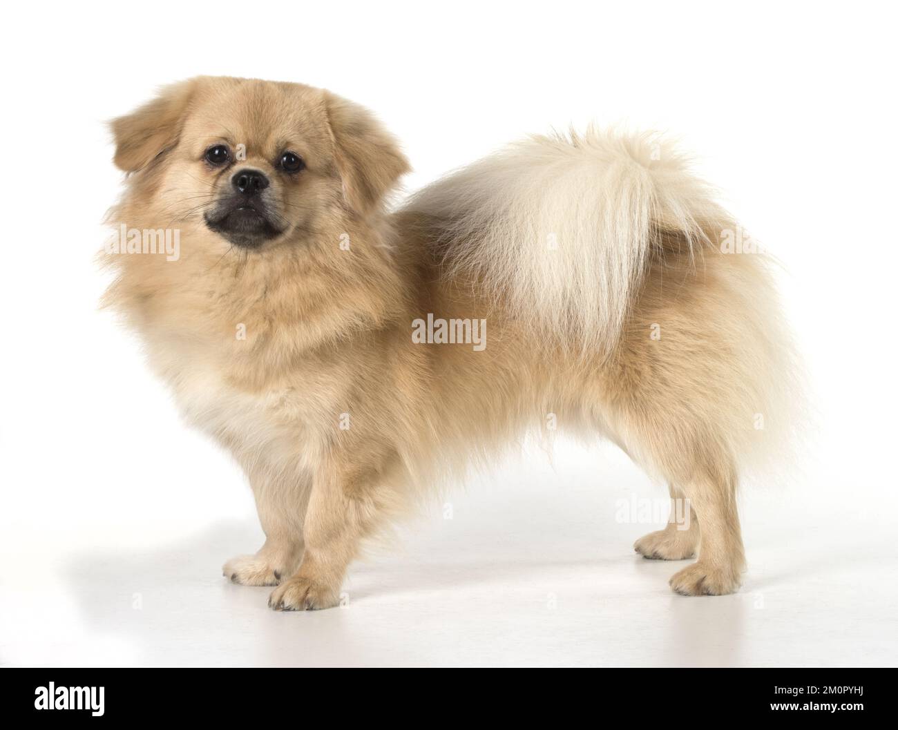 CHIEN. Épagneul tibétain, studio Banque D'Images