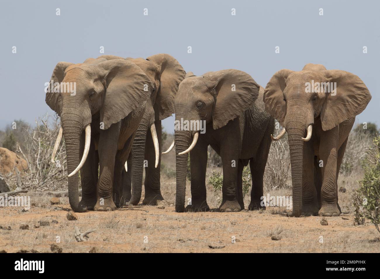 Mammifère. Éléphant d'Afrique, Tsavo, Kenya. Banque D'Images