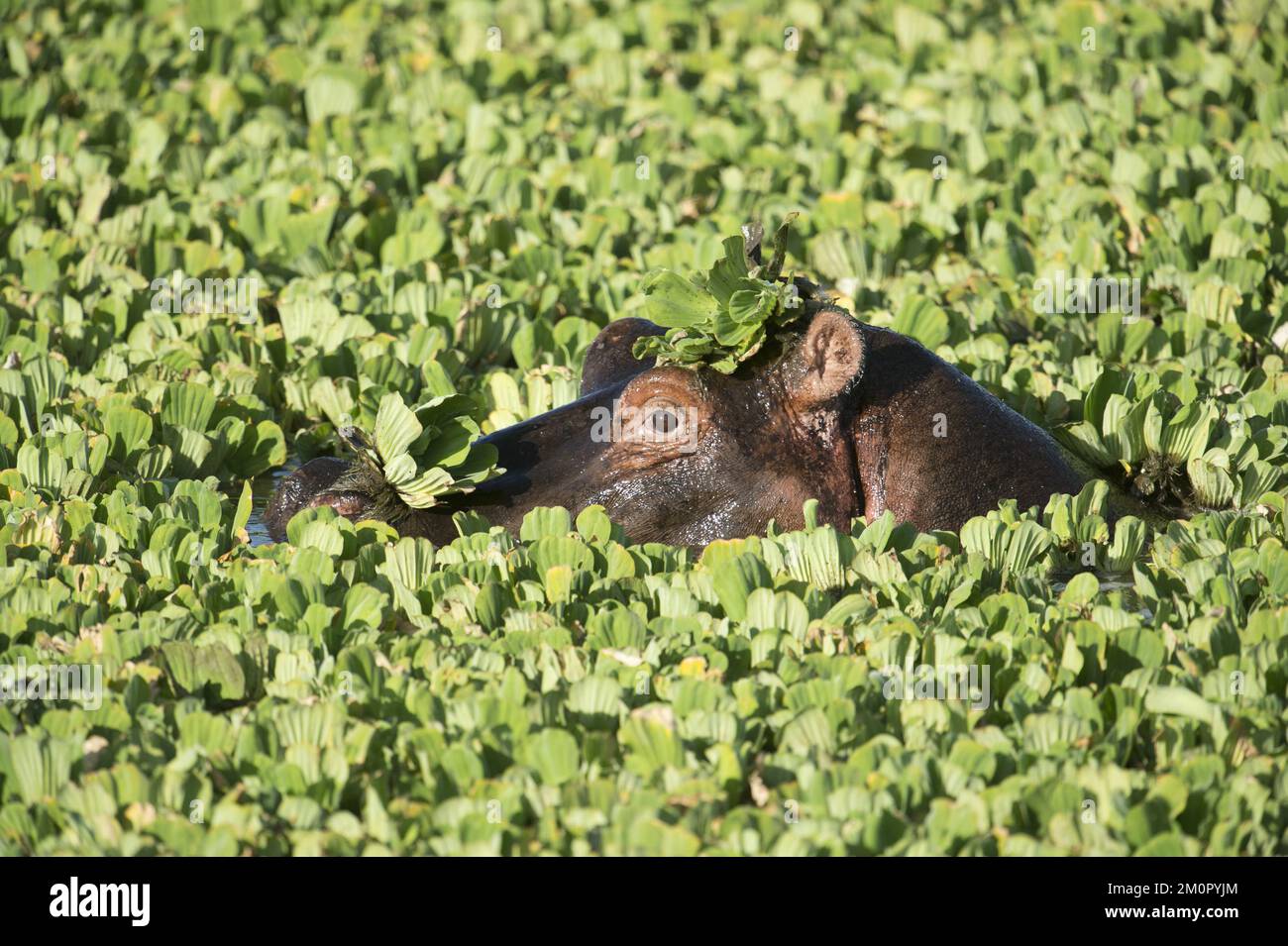 Mammifère. Hippopotame, Masai Mara, Kenya. Banque D'Images