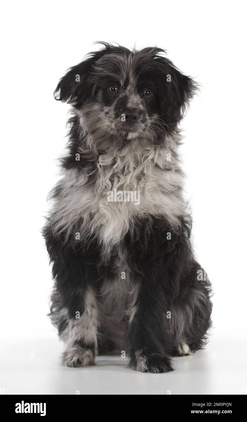 CHIEN. Chiot de berger pyrénéen ( 6 mois ) Banque D'Images
