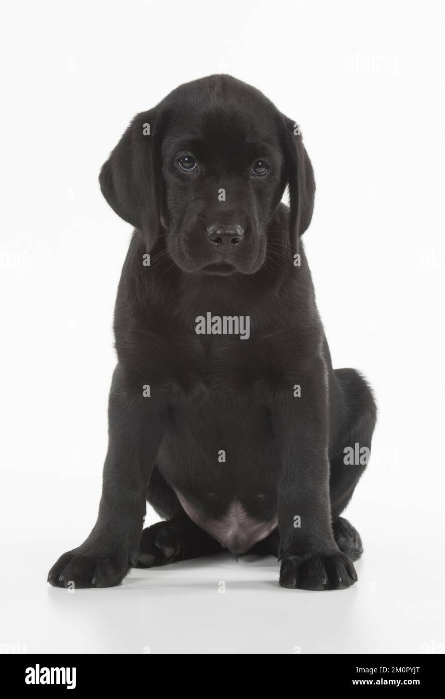 CHIEN. Black Labrador puppy assis, studio ( 9 semaines Banque D'Images