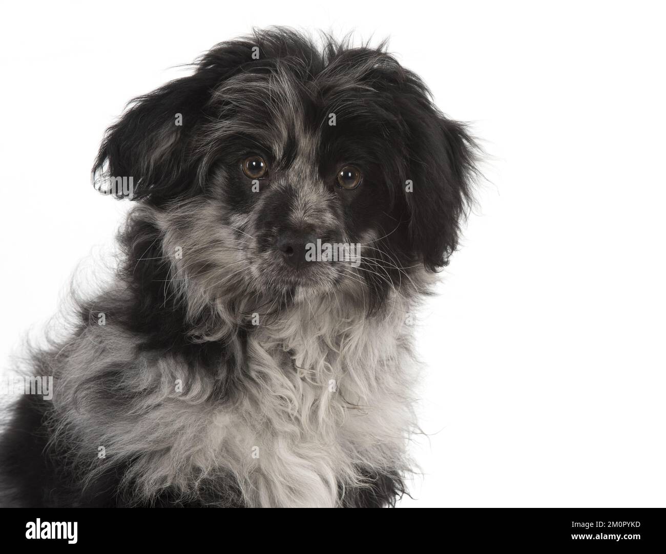 CHIEN. Chiot de berger pyrénéen ( 6 mois ) Banque D'Images