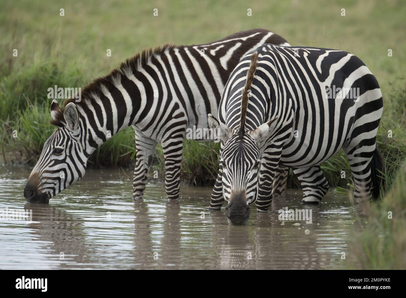 Mammifère. Zèbre de Burchell, Masai Mara, Kenya Mammal. Banque D'Images