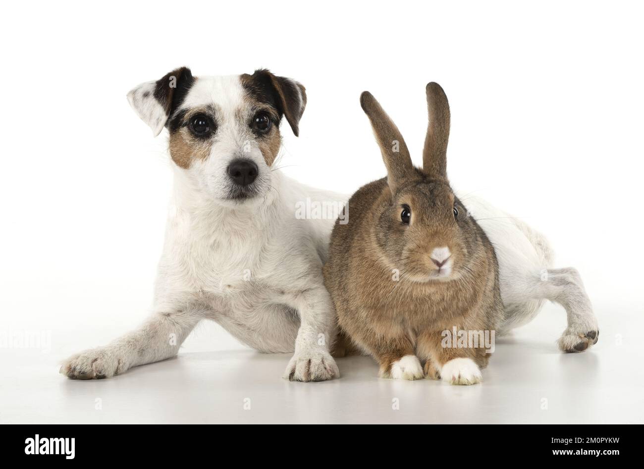 CHIEN. Parson Jack Russell avec lapin agouti. Banque D'Images