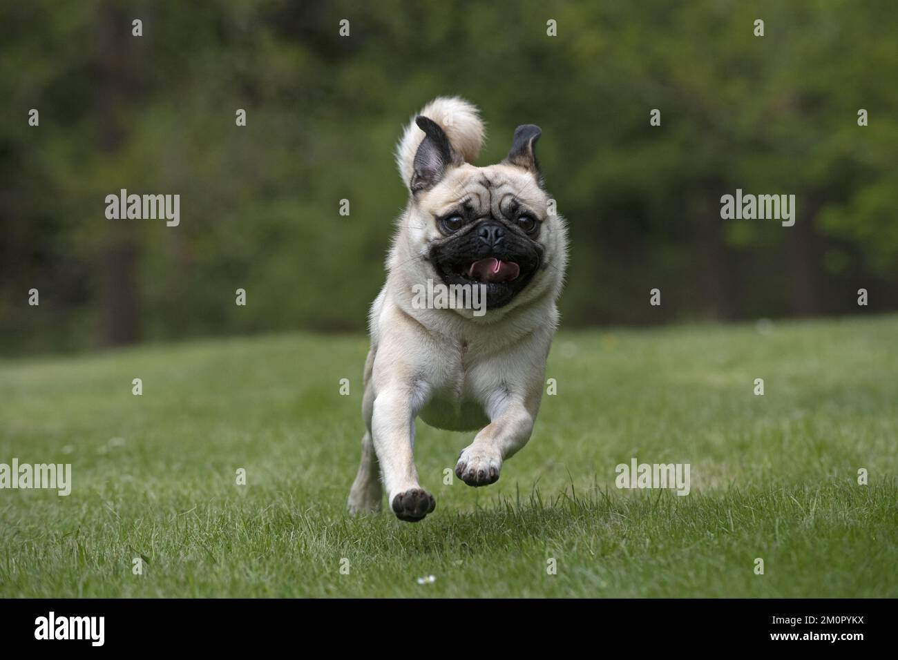 CHIEN. PUG courant dans un jardin Banque D'Images