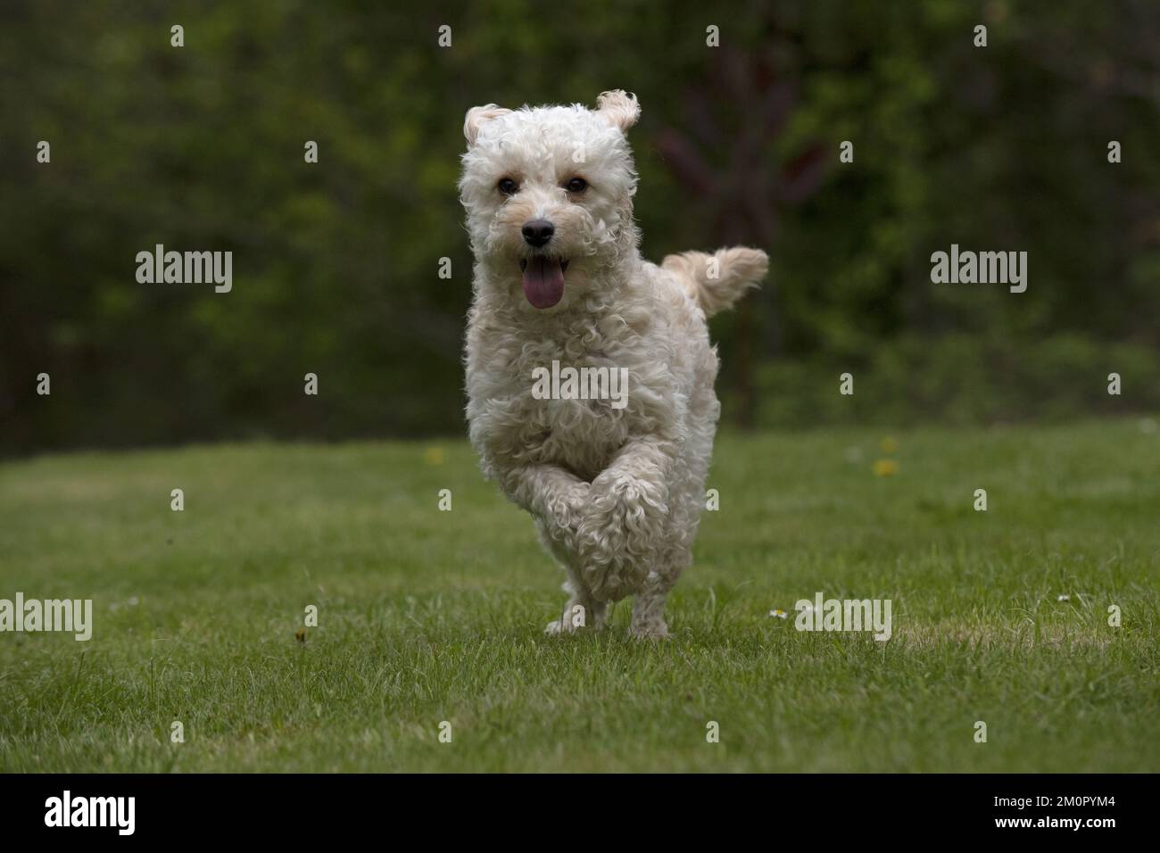CHIEN. Cavapoo courant dans un jardin Banque D'Images