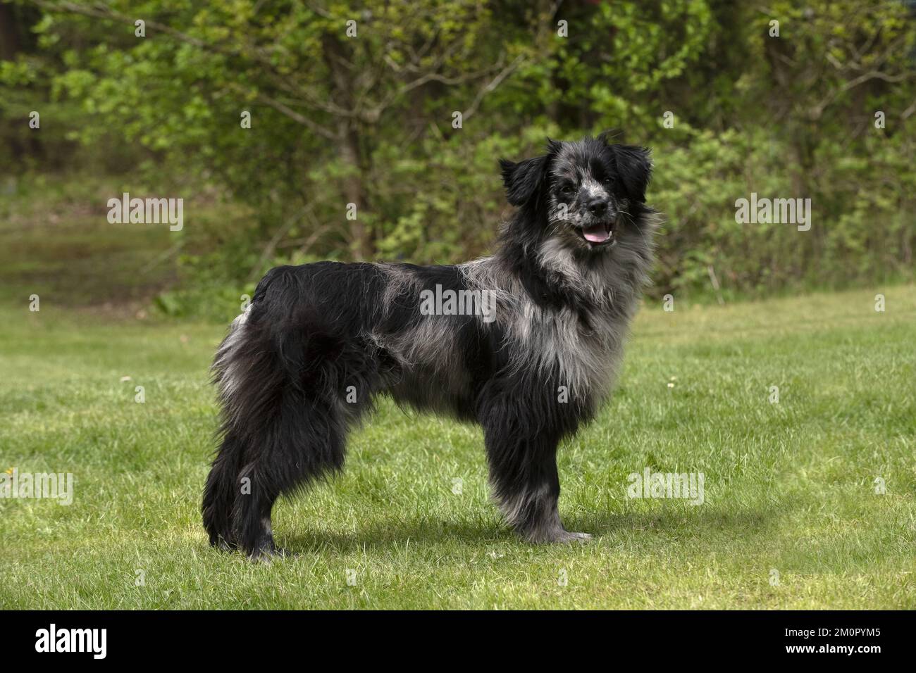 Races de chiens de berger Banque de photographies et d’images à haute — free download