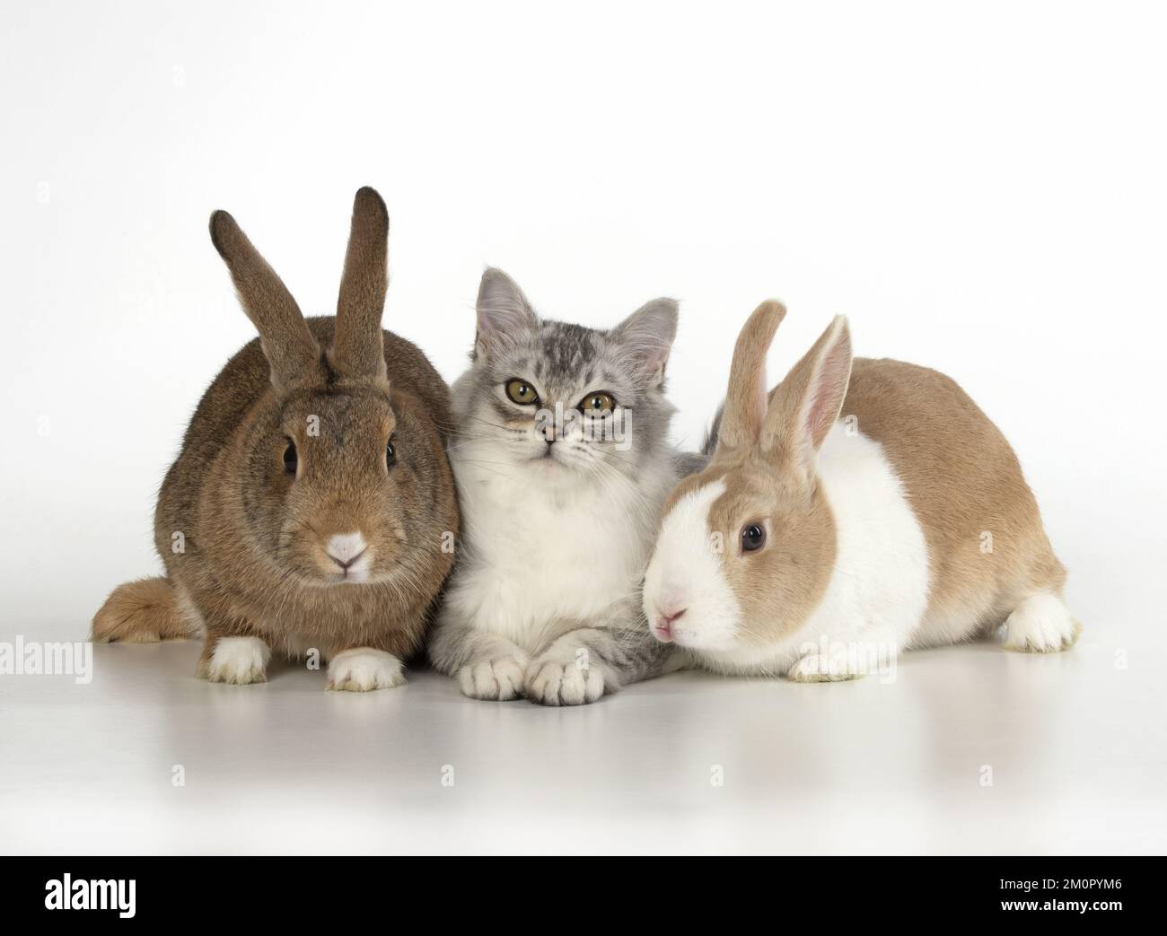 CAT. Tiffanie chat avec lapins, studio. Banque D'Images