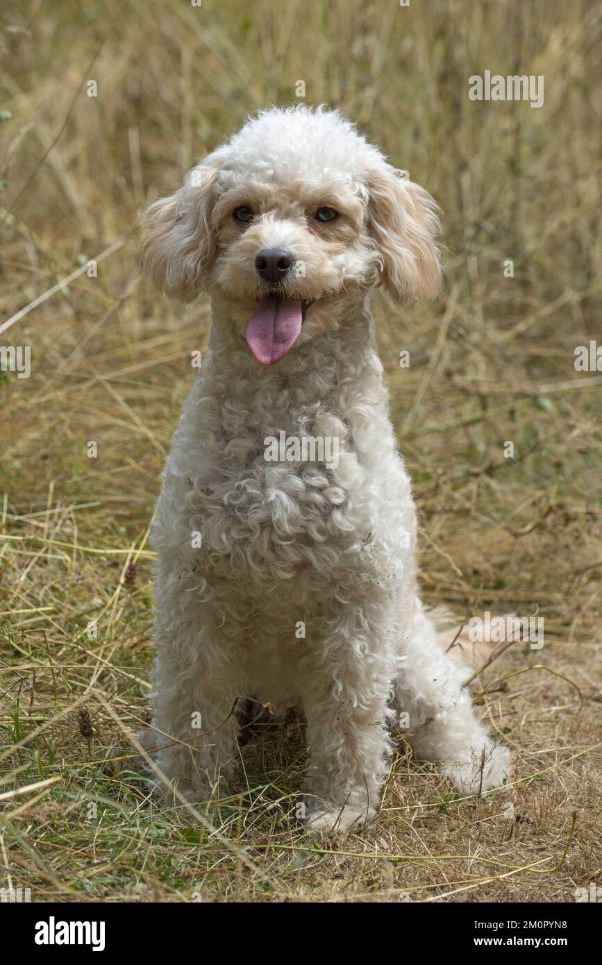 CHIEN. Cavapoo dans un pré ensoleillé Banque D'Images