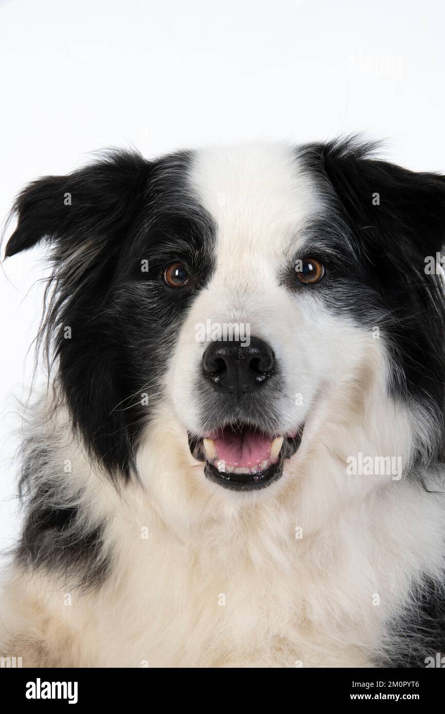 CHIEN. Border Collie chien, tête et épaules, studio Banque D'Images