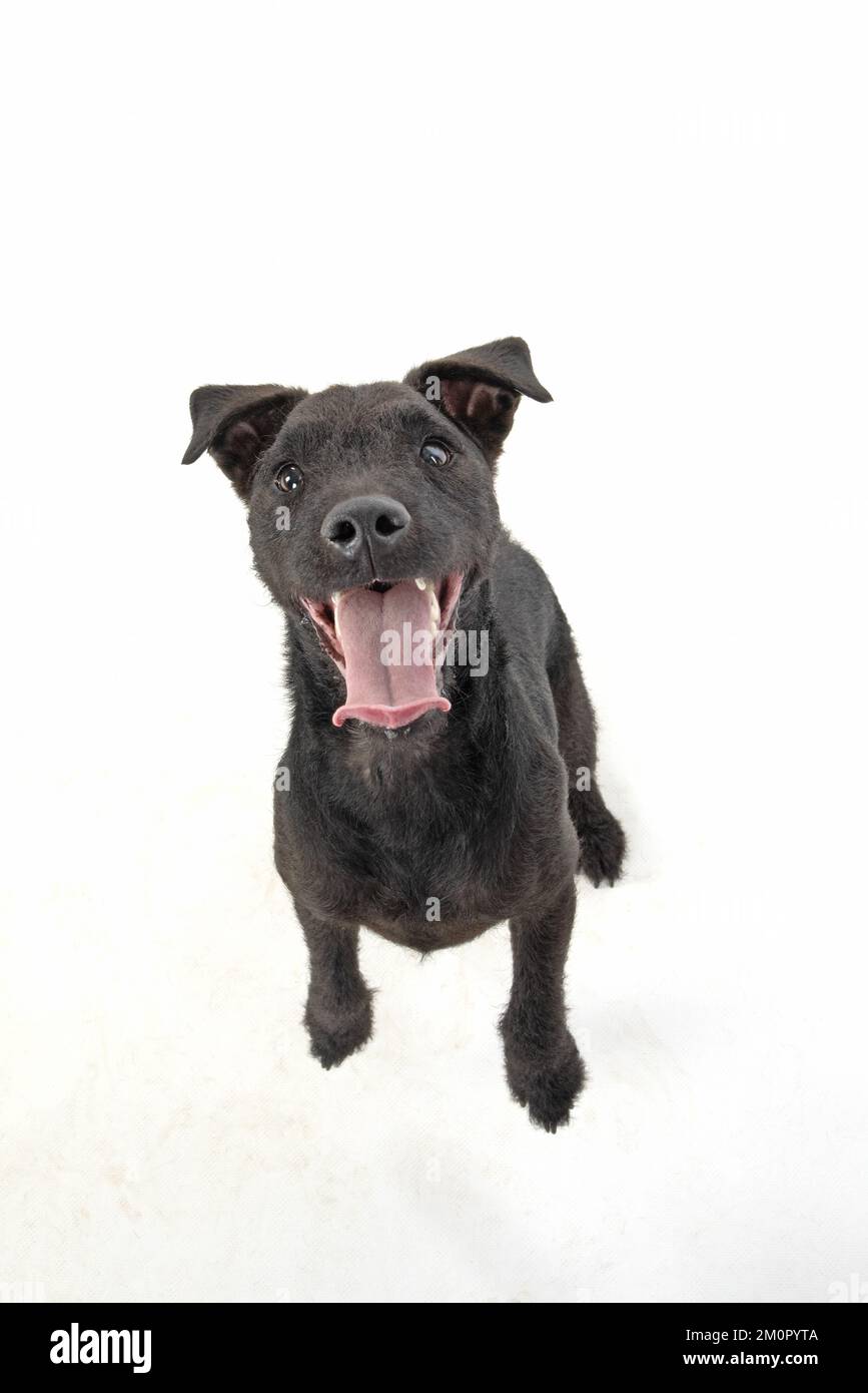 CHIEN. Lakeland X Paterdale terrier dansant , on Banque D'Images