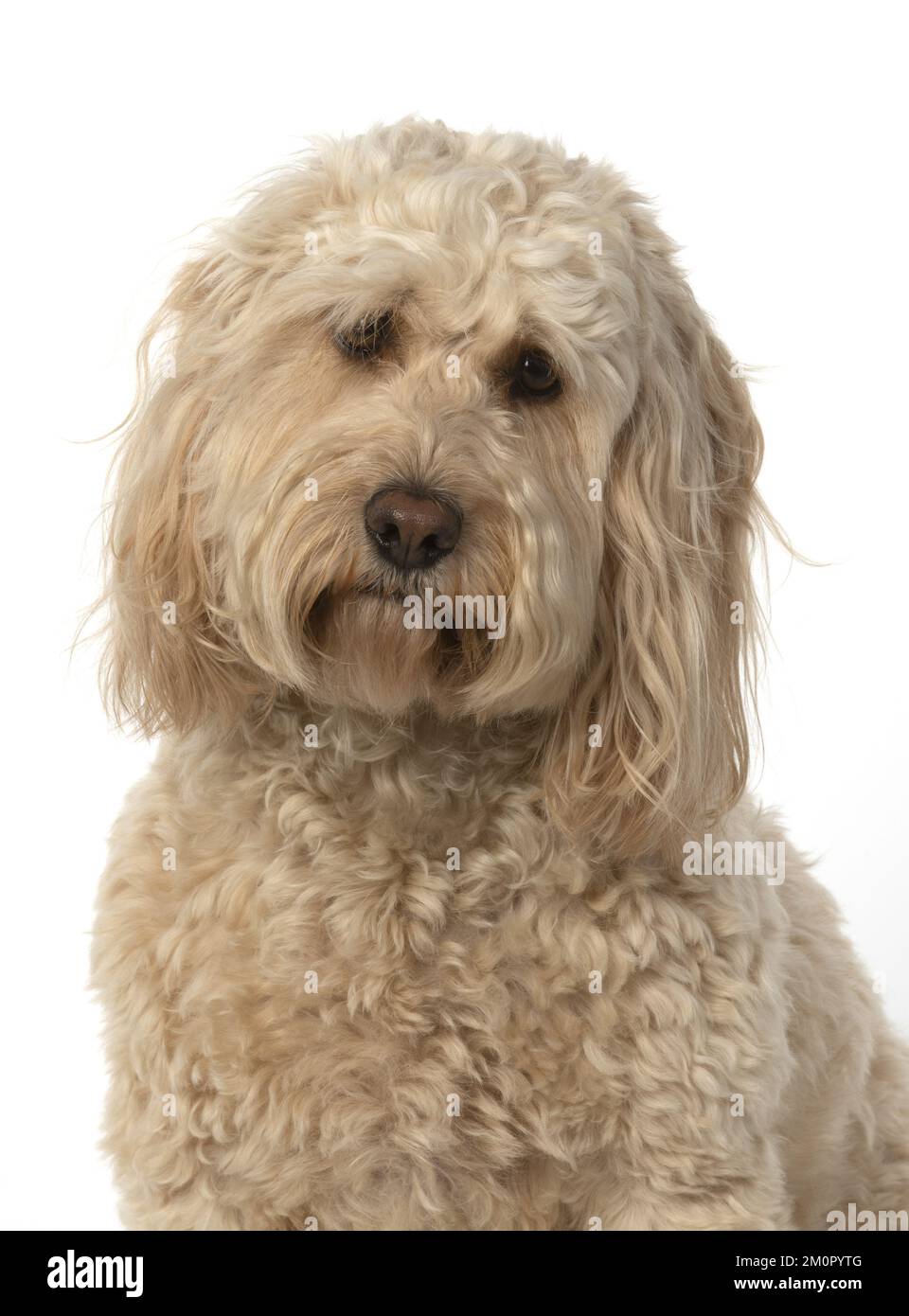 CHIEN. Cockerpoo, Head & amp; épaules, expressions du visage Banque D'Images