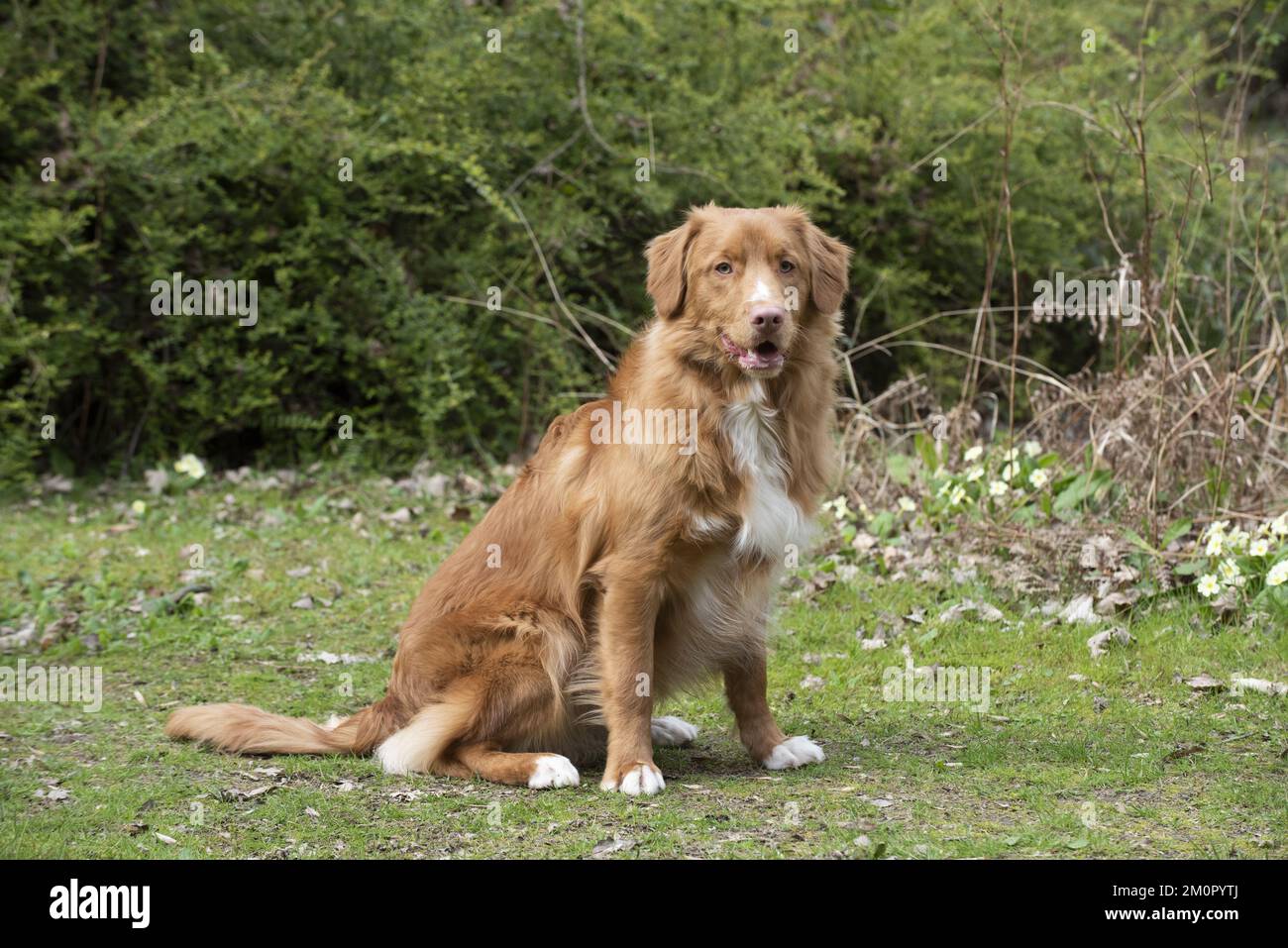 CHIEN. Retriever de canard de la Nouvelle-Écosse au printemps Banque D'Images