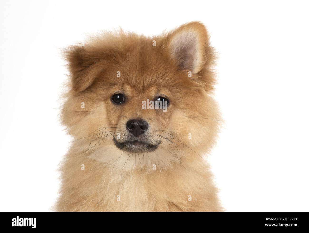 CHIEN. Chiot de Pomeranian (12 semaines) coup de tête Banque D'Images