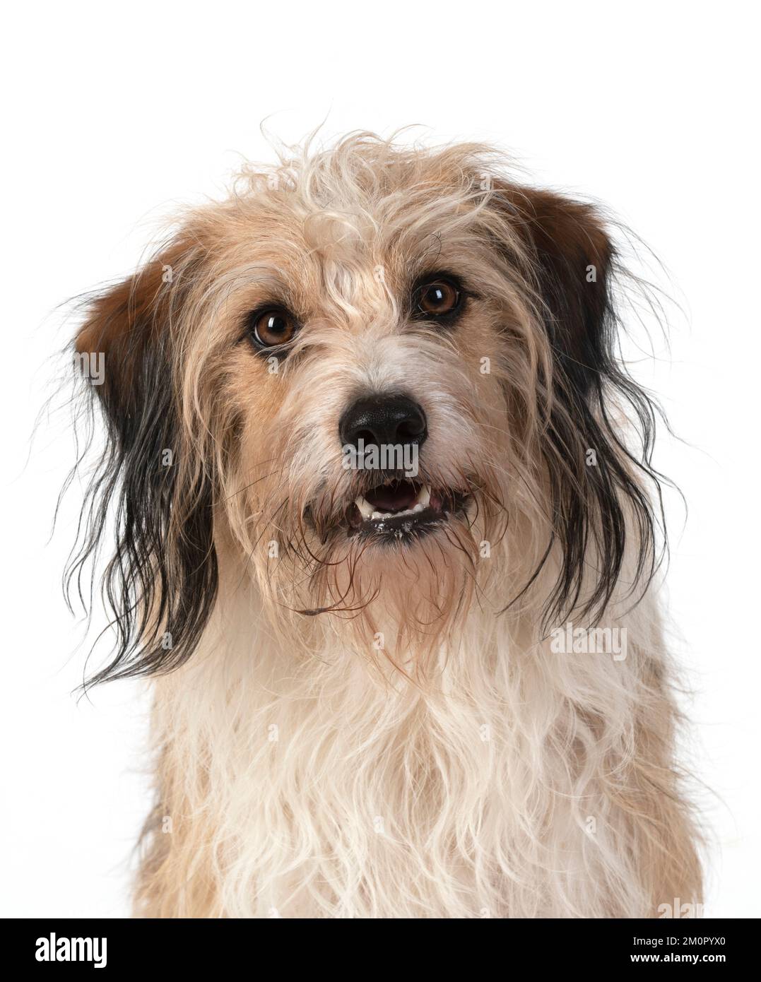 CHIEN. Race croisée, tête et épaules, expression faciale, Banque D'Images