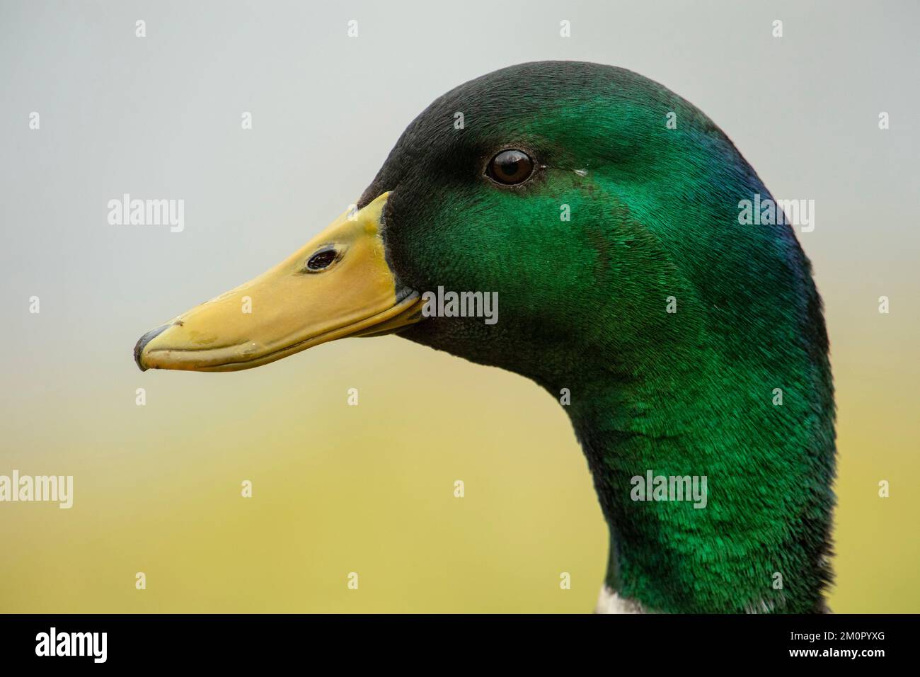 Canard à Bec Rouge En 7 Lettres étude de canard Banque de photographies et d'images à haute résolution -  Alamy