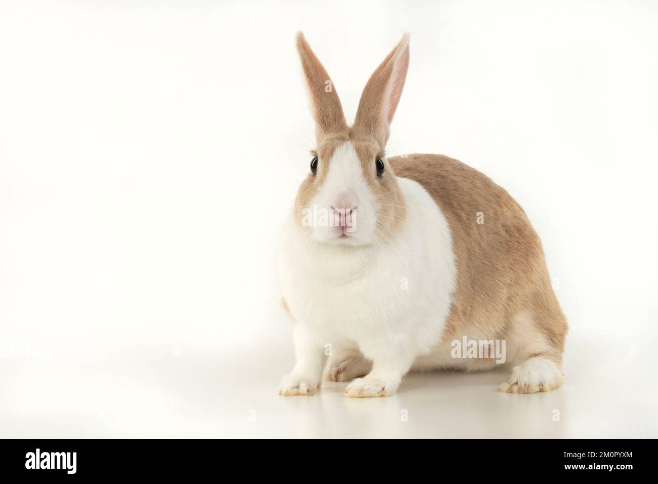 LAPIN, lapin hollandais, assis, studio, fond blanc Banque D'Images