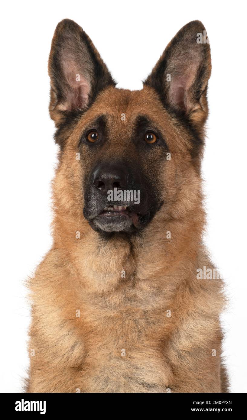 CHIEN. Berger allemand, tête et épaules, visage Banque D'Images