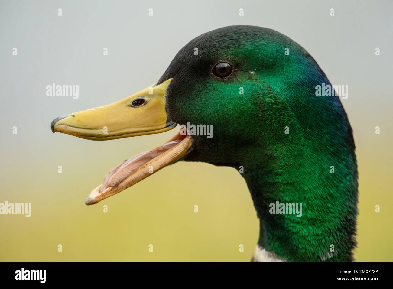 OISEAU. Canard colvert, mâle, étude de tête, bec ouvert Banque D'Images