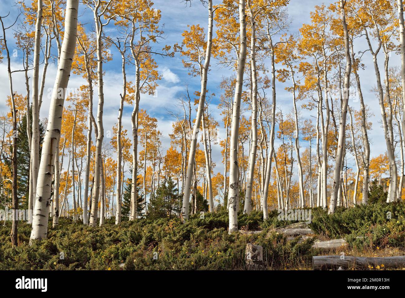 Aspens de tremblante 'Pando Cloner', également connu sous le nom de géant de trembles, colonie clonale d'un individu mâle de trempène de trempène. Banque D'Images