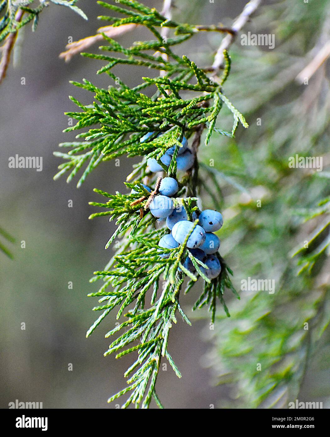 Filiale Juniper Banque D'Images