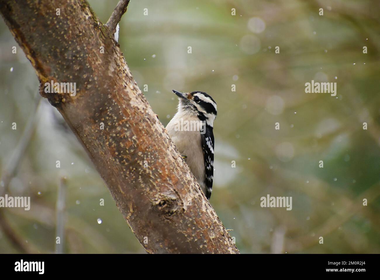 Pic mineur dans la neige Banque D'Images