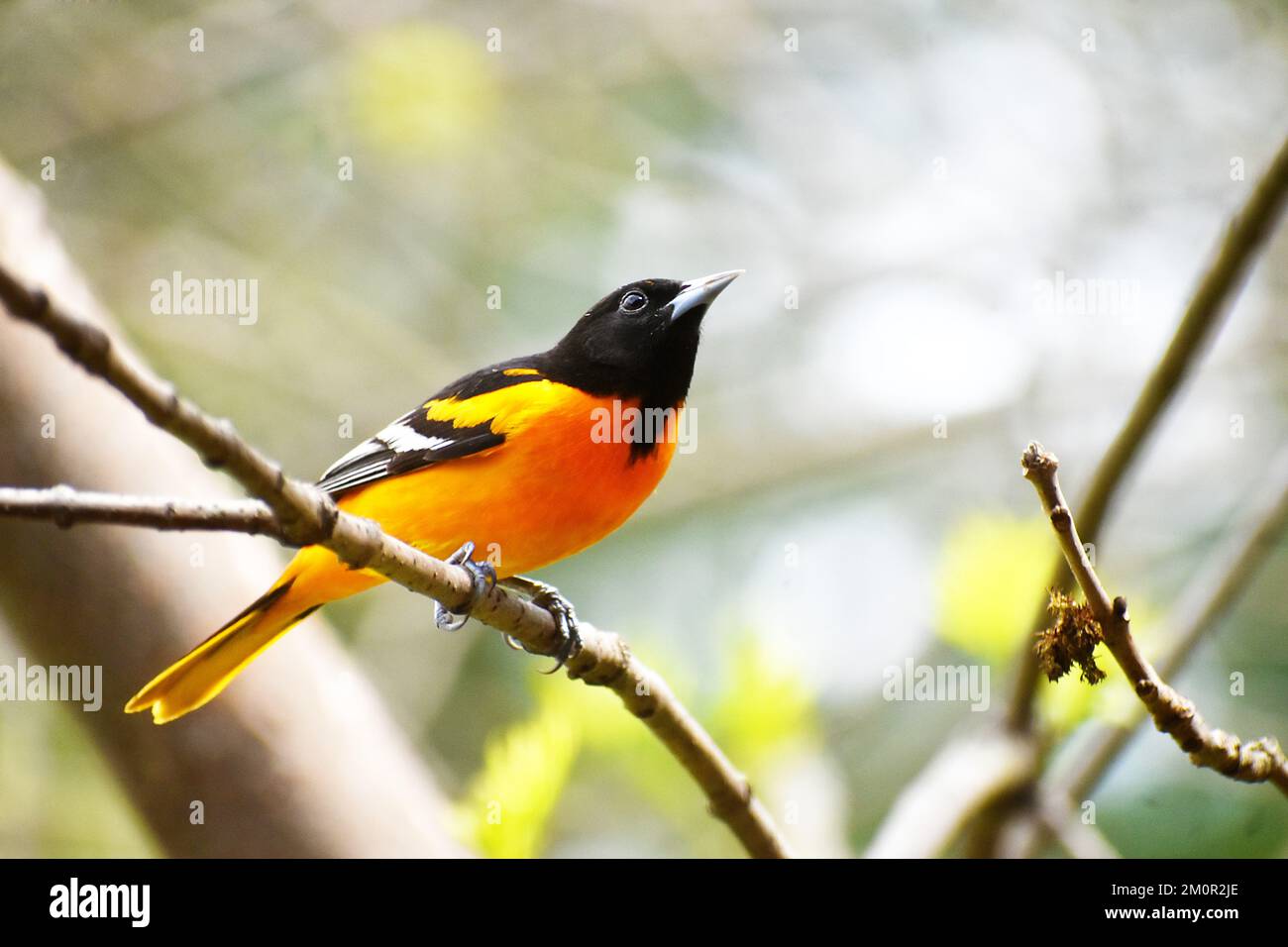 L'oriole de Baltimore Banque D'Images