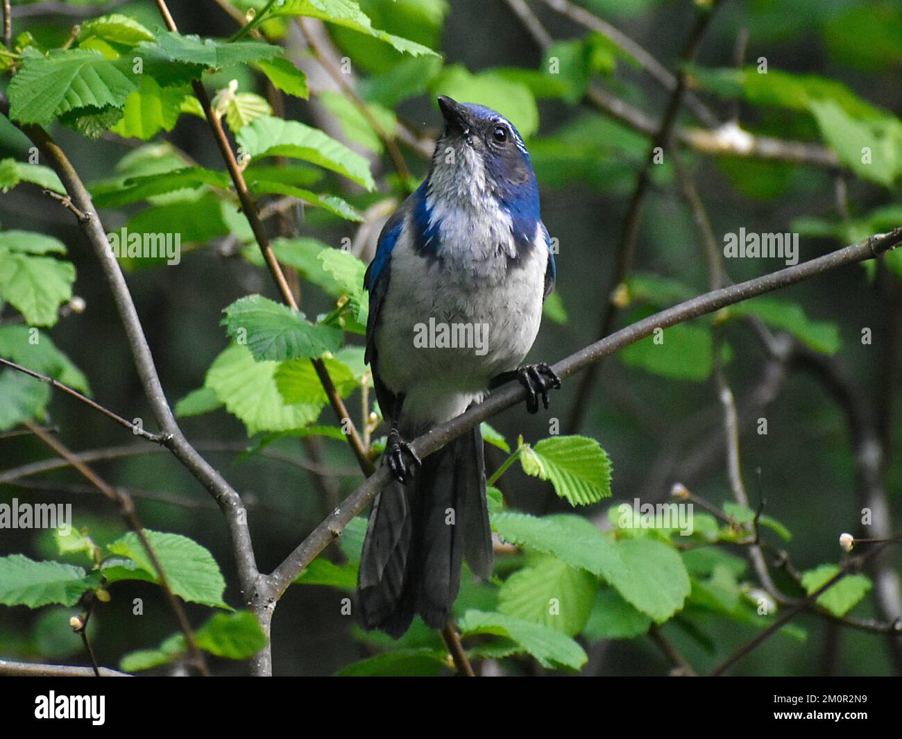 California Scrub Jay Banque D'Images