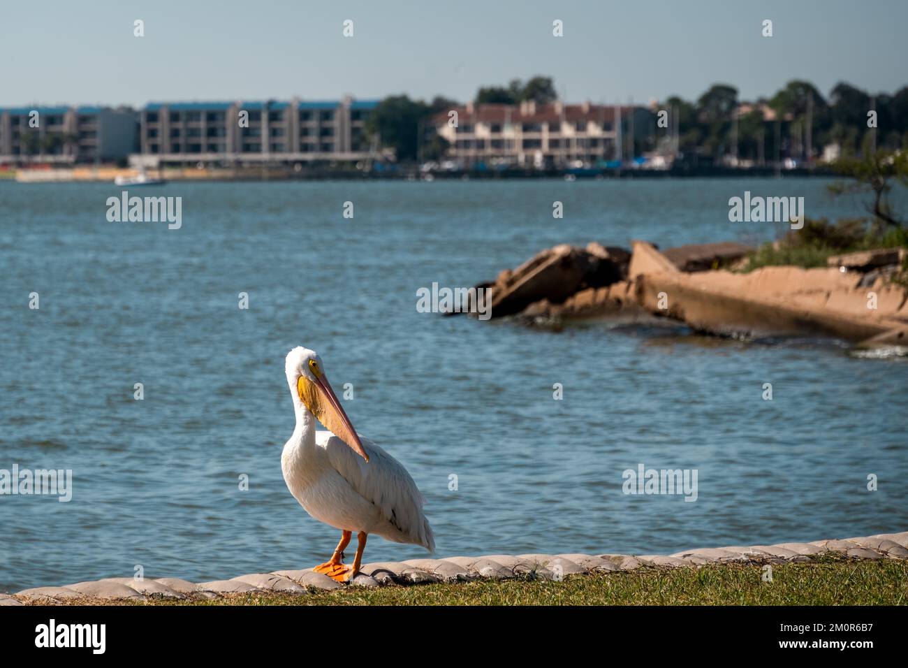 Un pélican blanc américain sur la rive du lac Clear à Pasadena, Texas. Banque D'Images
