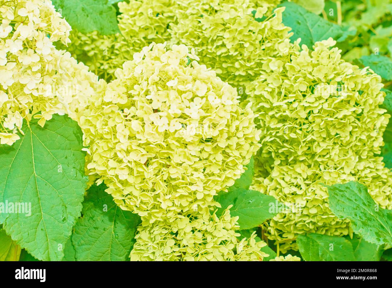 Hortensia blanc, vert clair fleurs d'hortensia. Hydrangea macrophylla  fleurs et feuilles dans le jardin Photo Stock - Alamy