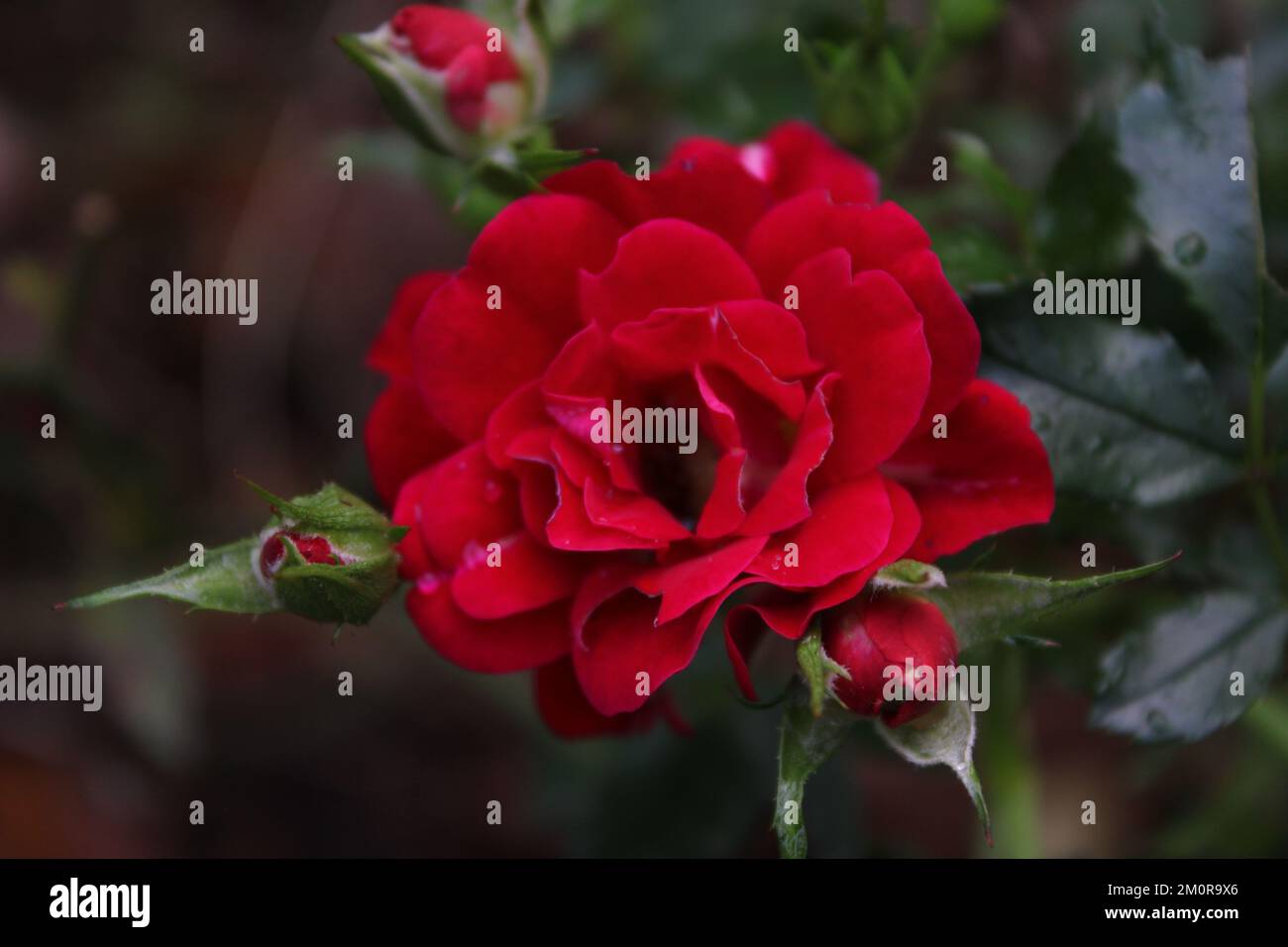 Une rose rouge humide sur une brousse avec d'autres bourgeons. Banque D'Images