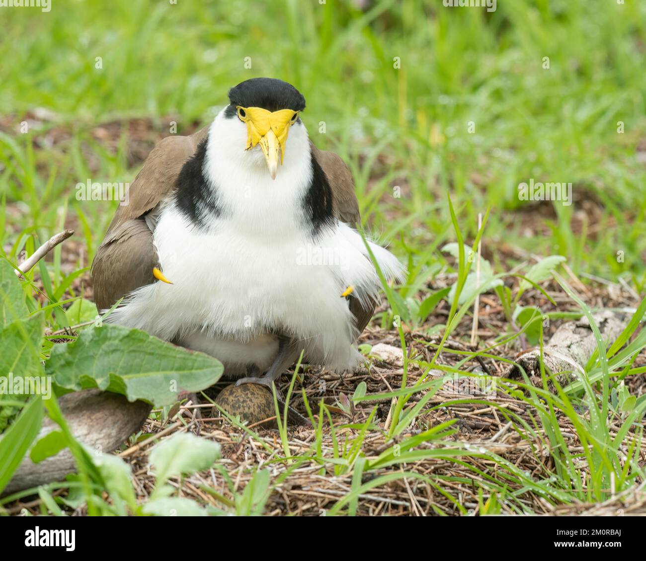 Le lapin masqué (Vanellus Miles) assis sur un oeuf, est également connu comme un pluvier, et est un oiseau commun et ostentatoire originaire de l'Australie. Banque D'Images