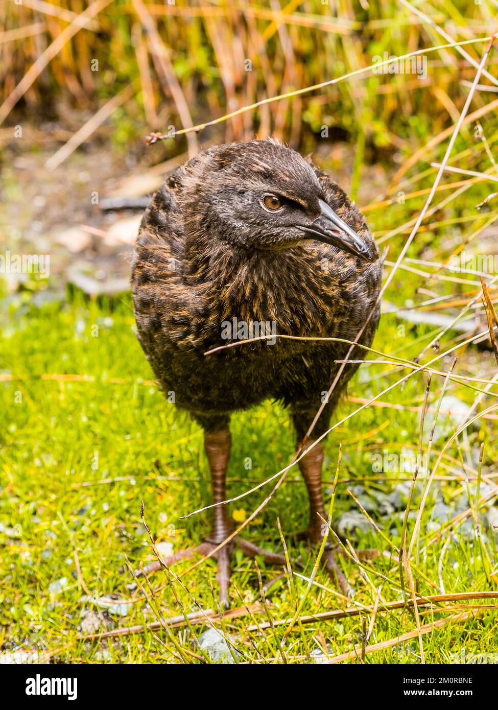 Maori hen Banque de photographies et d’images à haute résolution - Alamy
