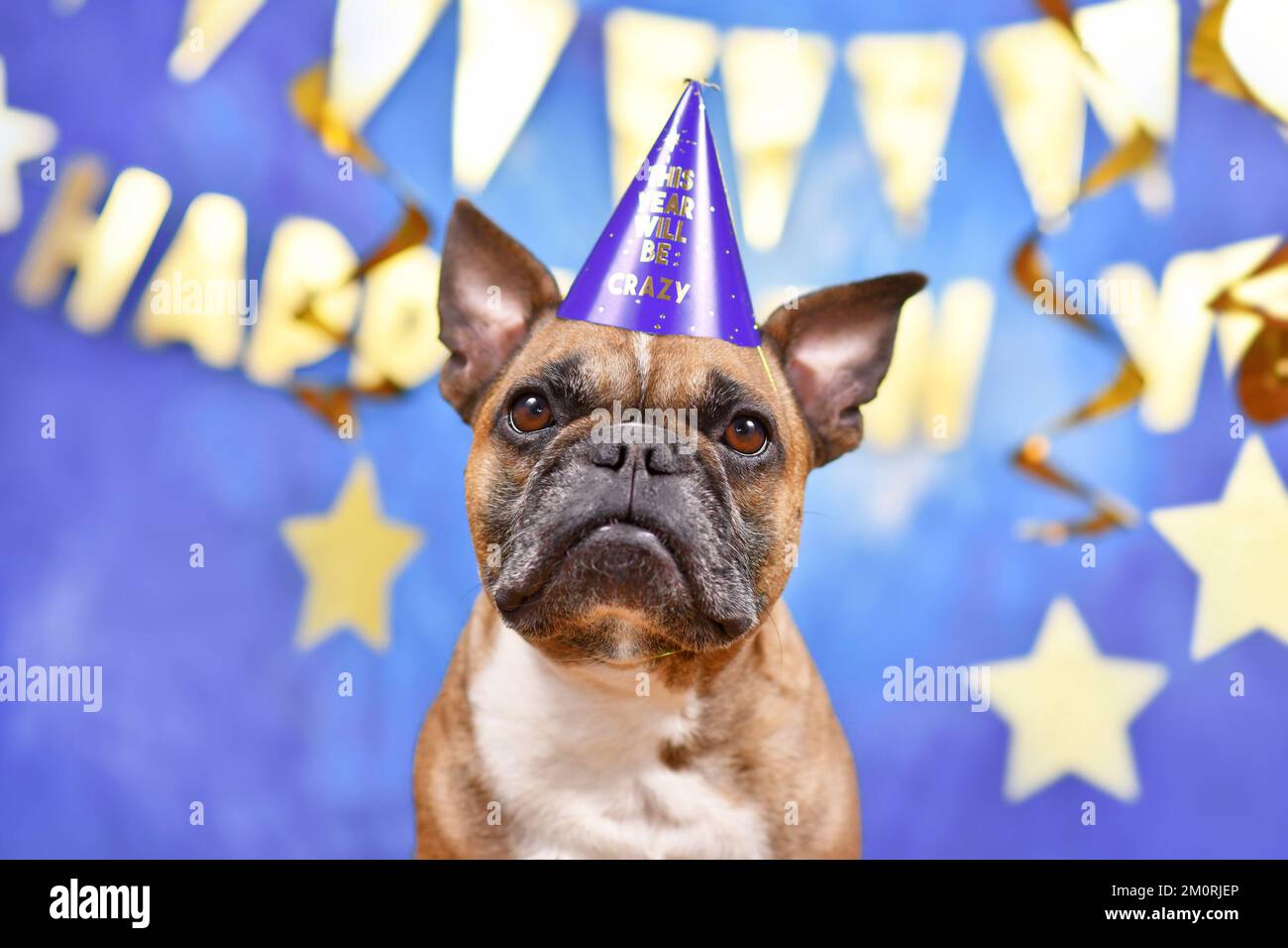 Chien Bulldog français portant un chapeau de fête de la Saint-Sylvestre devant un fond bleu décoré de guirlandes dorées Banque D'Images Chien Bulldog français portant un chapeau de fête de la Saint-Sylvestre devant un fond bleu décoré de guirlandes dorées Banque D'Images