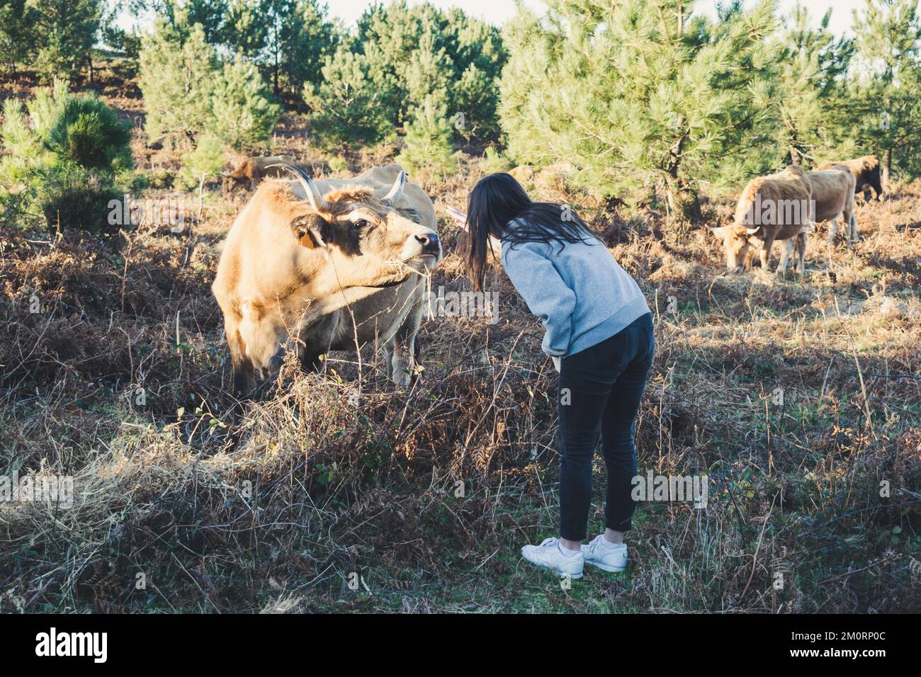 Femme debout dans un pré essayant de frapper une vache, Espagne Banque D'Images